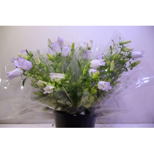 Camp M Champion Lave X5