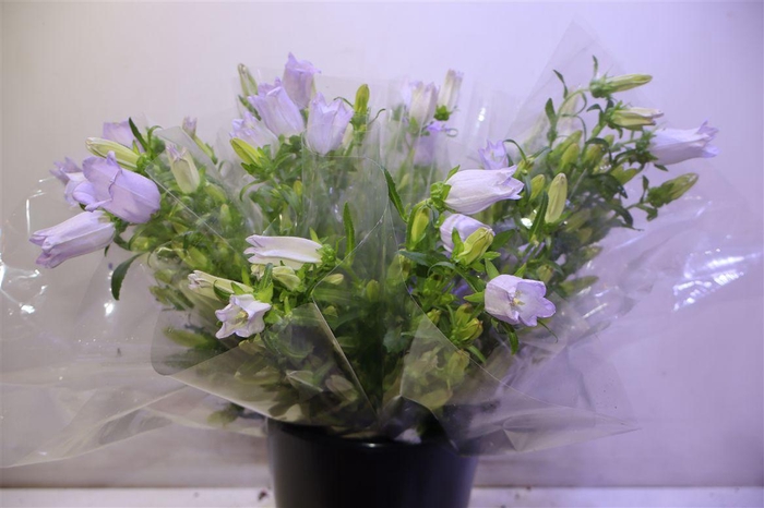 <h4>Camp M Champion Lave X5</h4>