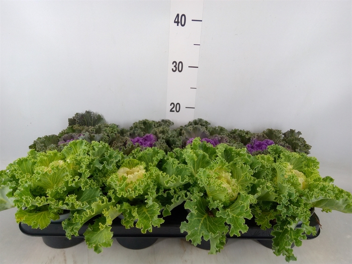 <h4>Brassica oler.  ...curled</h4>