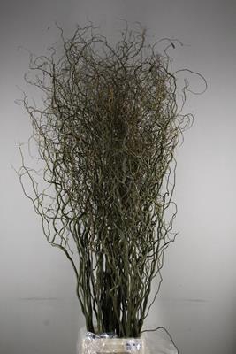 <h4>Salix Tortuosa</h4>