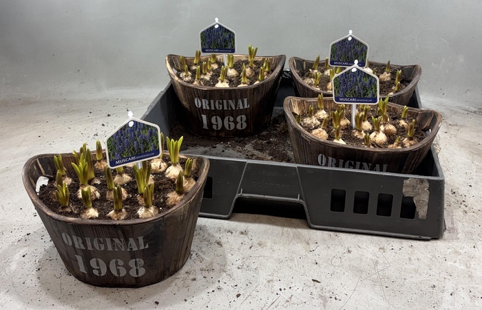 <h4>ARR MUSCARI</h4>