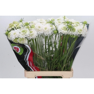 Scabiosa Scoop White