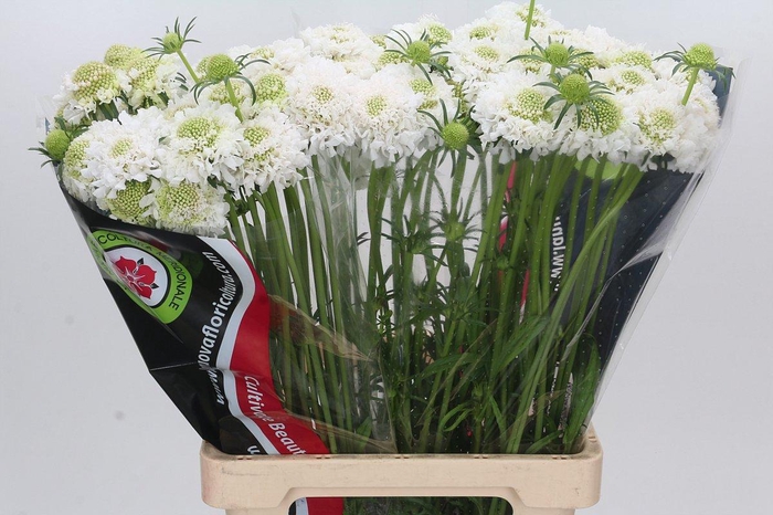 <h4>Scabiosa Scoop White</h4>