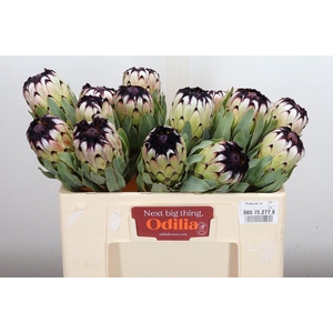 Protea magnifica 'Niobe'