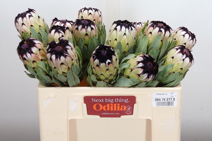 <h4>Protea magnifica 'Niobe'</h4>