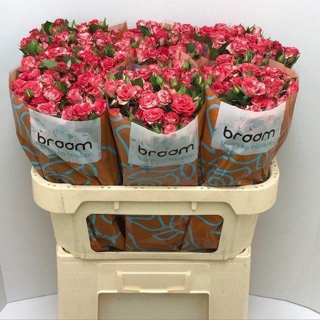 <h4>Rosa TR 'Fireworks' BRAAM</h4>