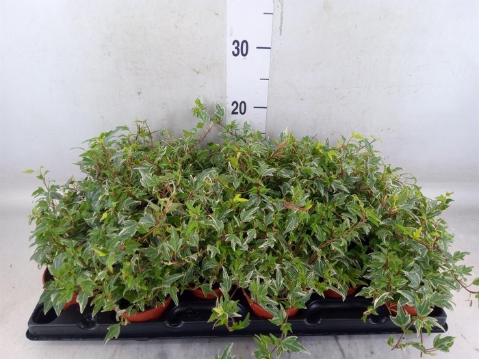 <h4>Hedera helix</h4>