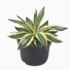 Agave lophantha 'Quadricolor'