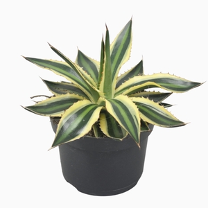 Agave lophantha 'Quadricolor'