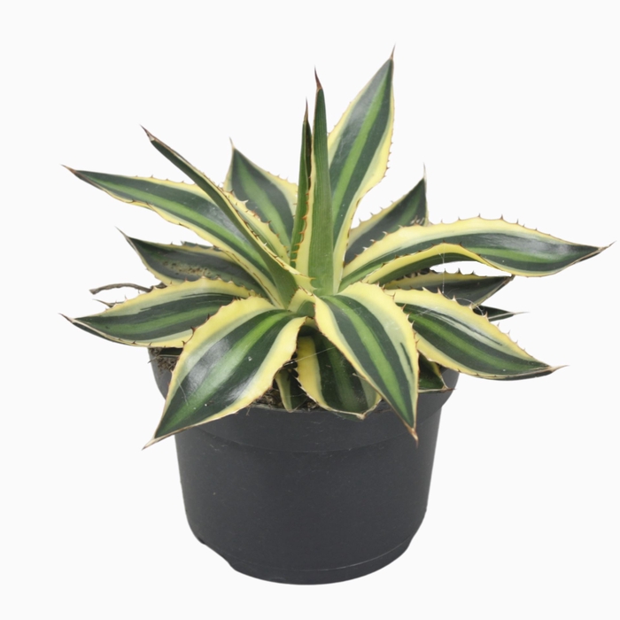 <h4>Agave lophantha 'Quadricolor'</h4>