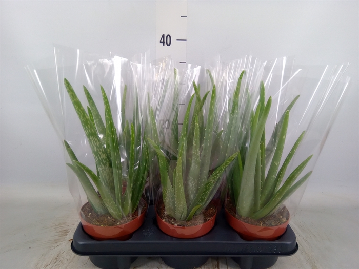 <h4>Aloe vera</h4>