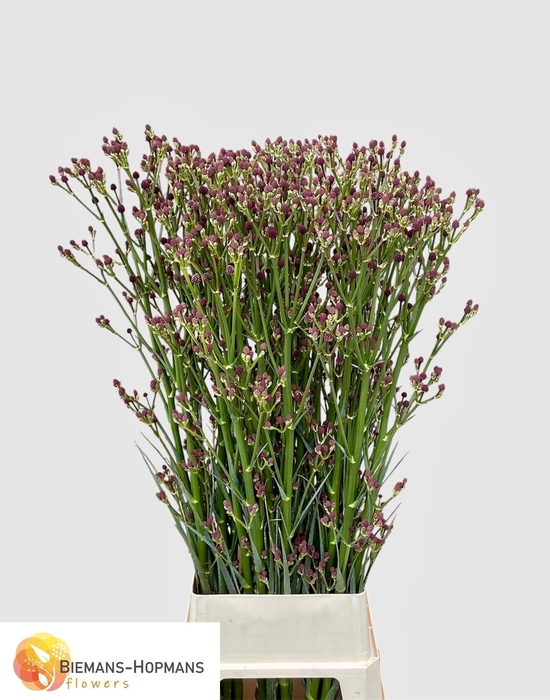 <h4>ERYN PAN PHYSIC PURP</h4>