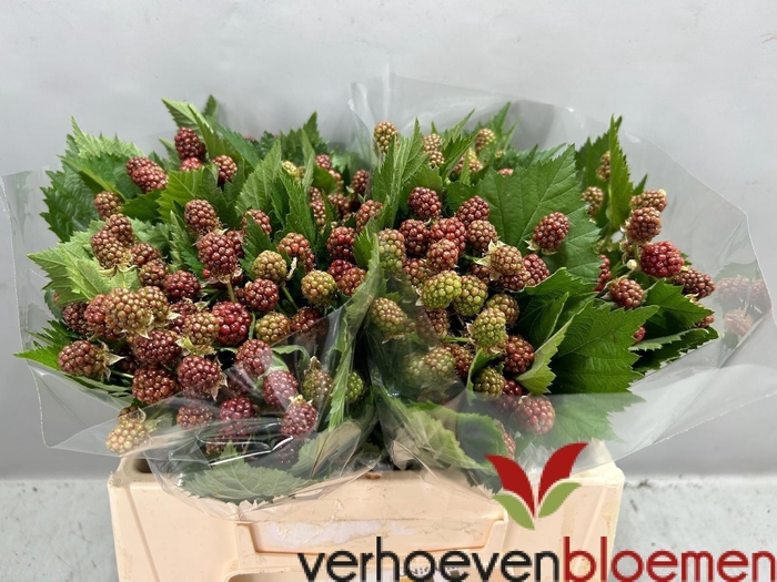 <h4>RUBUS FR CHESTER</h4>