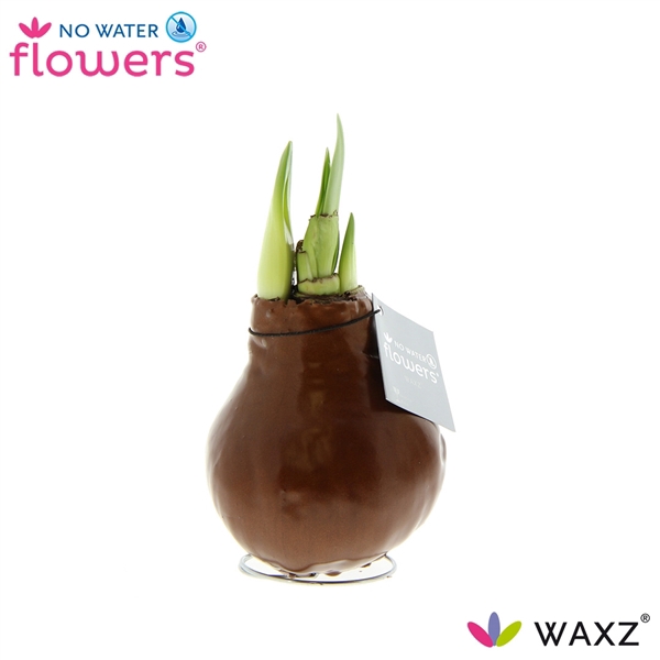 <h4>No Water Flowers Waxz® Metallic Copper</h4>