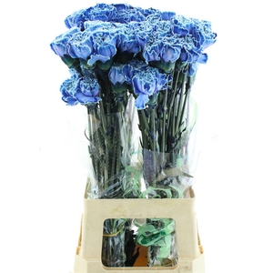 Di St Col Klb H% Blue Molly