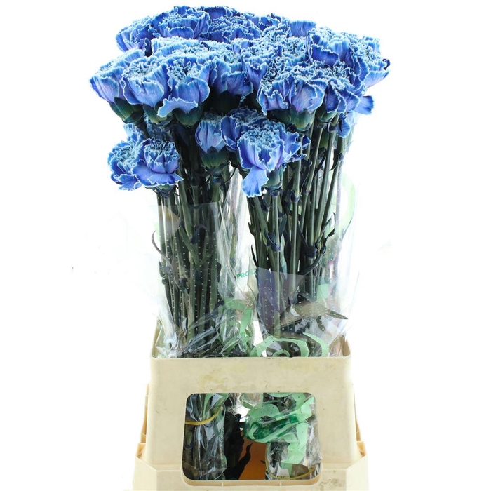 <h4>Di St Col Klb H% Blue Molly</h4>