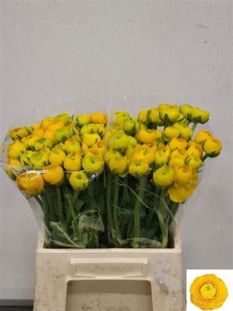 <h4>Ran El Yellow Extra</h4>