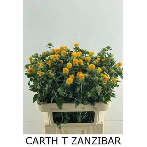 CARTH T ZANZIBAR