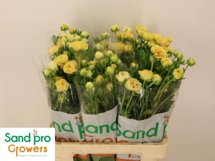 <h4>RAN CO MAG CARAMEL</h4>