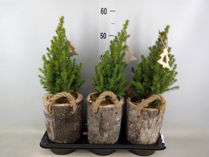 <h4>Picea glauca 'Conica'</h4>