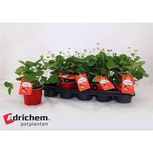 Fragaria x ananassa 'Beltran'