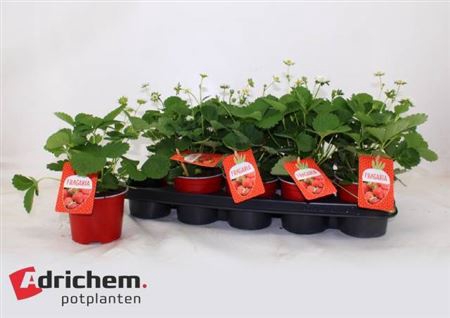 <h4>Fragaria x ananassa 'Beltran'</h4>