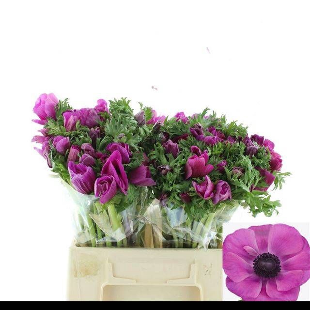 <h4>ANEM CO MIS + FUCSIA</h4>