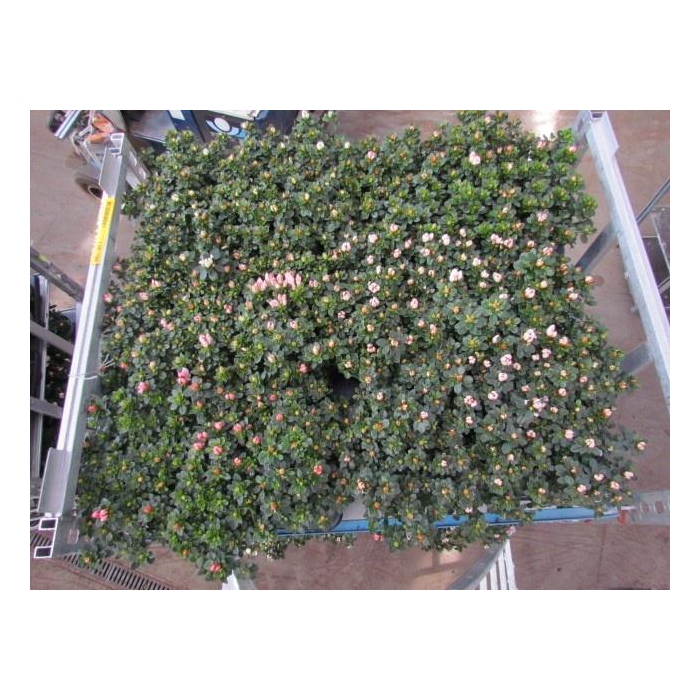 <h4>RHODO SI SACHS MIXK</h4>