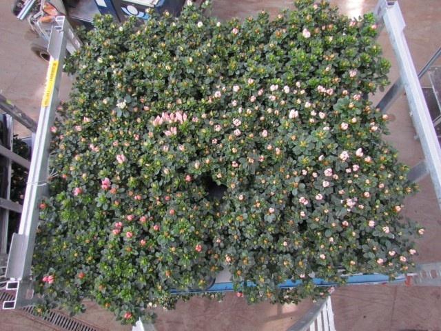 <h4>RHODO SI SACHS MIXK</h4>