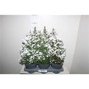 Cham Th Top Point In De Sneeuw