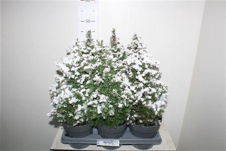 <h4>Cham Th Top Point In De Sneeuw</h4>