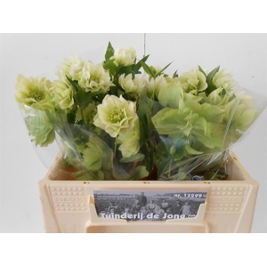 HELLEBORUS ORI. 'DBL ELLEN WHITE'