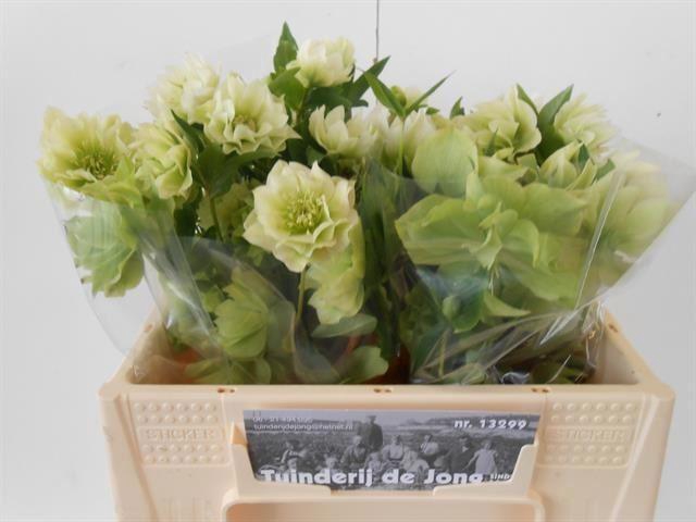 <h4>HELLEBORUS ORI. 'DBL ELLEN WHITE'</h4>