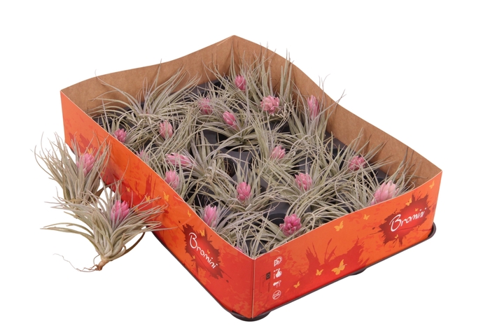 <h4>TILL COTTON CANDY</h4>