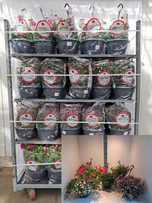 <h4>PERKPL MIXK</h4>