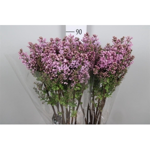 Syr V Dark Koster 4+