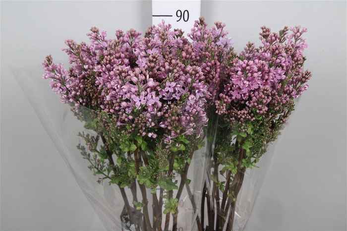 <h4>Syr V Dark Koster 4+</h4>