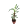 PHILODENDRON GREY P24