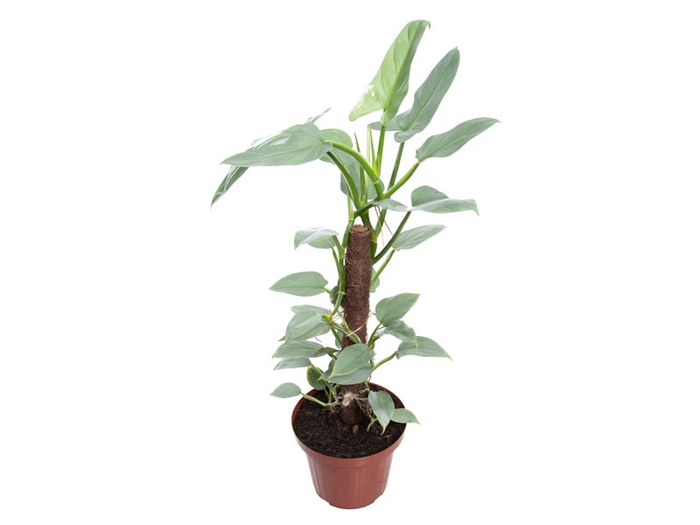 <h4>PHILODENDRON GREY P24</h4>