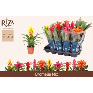 BROMELIA GEM 6 SRT
