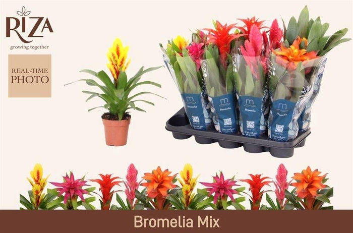 <h4>BROMELIA GEM 6 SRT</h4>
