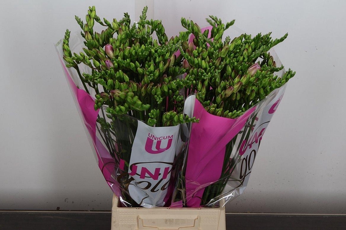 <h4>Fr Du Rosario</h4>