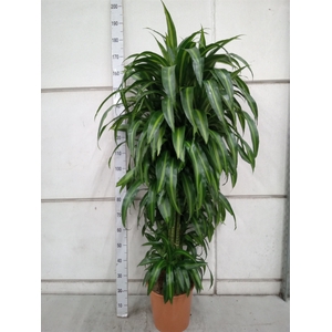 Dracaena frag. 'Hawaiian Sunshine'