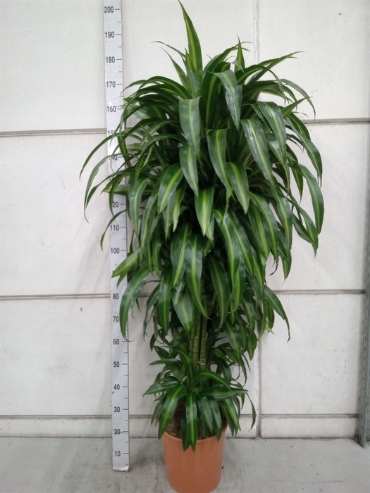 <h4>Dracaena frag. 'Hawaiian Sunshine'</h4>