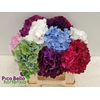 Hydrangea mix in bunch