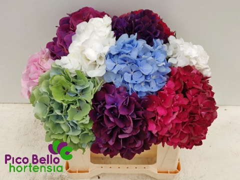 Hydrangea mix in bunch