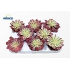 Aeonium Pink Witch
