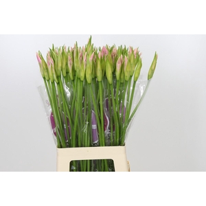 Nerine Sofie