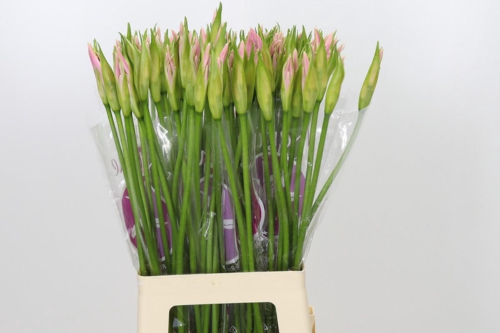 <h4>Nerine Sofie</h4>
