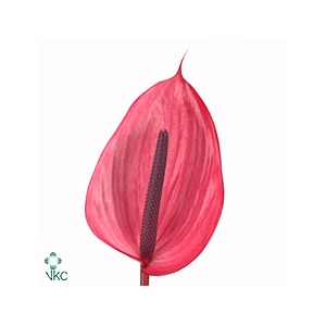 Anthurium Xavia